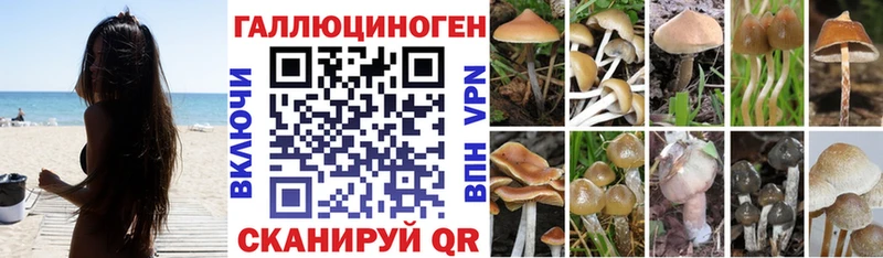 Псилоцибиновые грибы Cubensis  Красный Сулин 